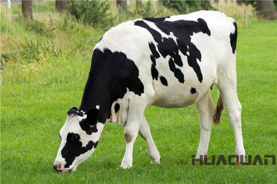 奶牛吃的是草，出來的是奶；而它吃的是油，出來的卻是電！華全